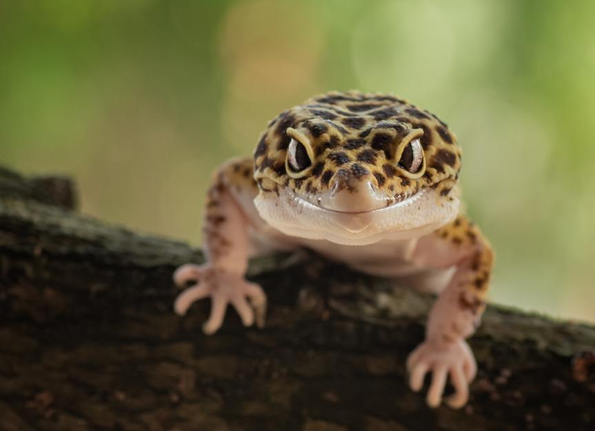 Are Leopard Geckos Crepuscular?- Pet Leopard Geckos Vs Wild