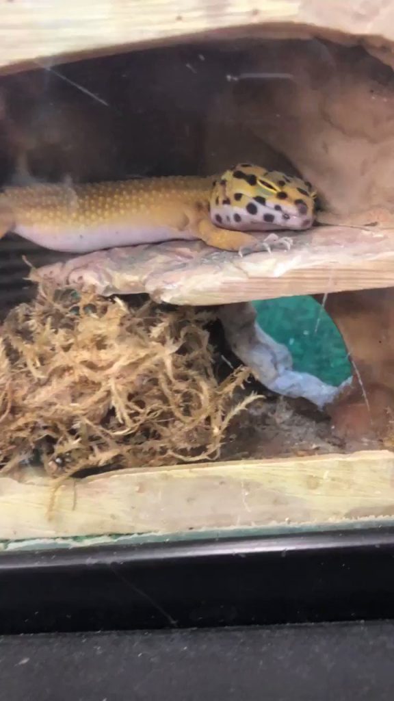 Where Do Leopard Geckos Sleep?