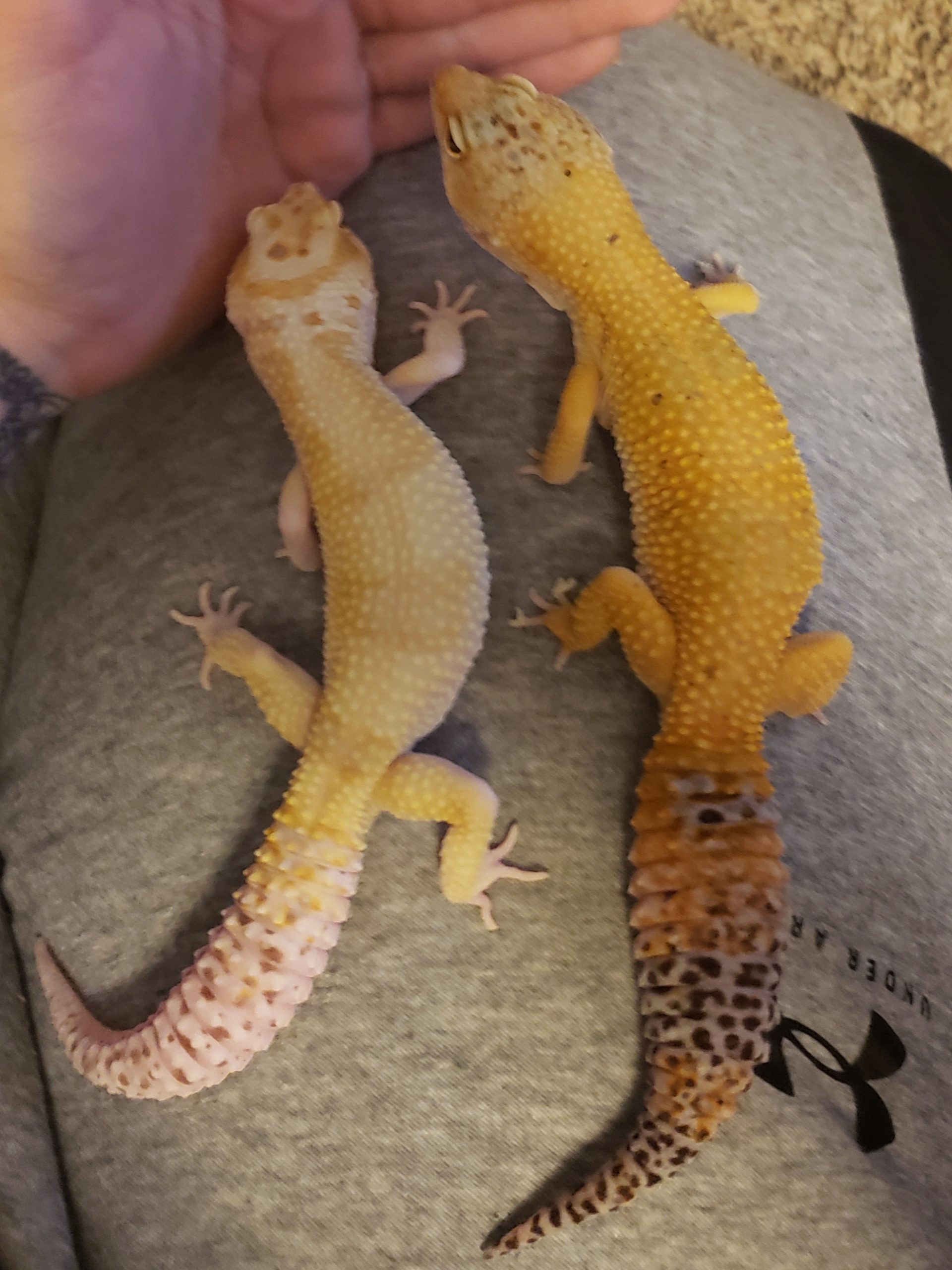 The Personality Puzzle: Decoding Male & Female Leopard Geckos - ywvxhsd
