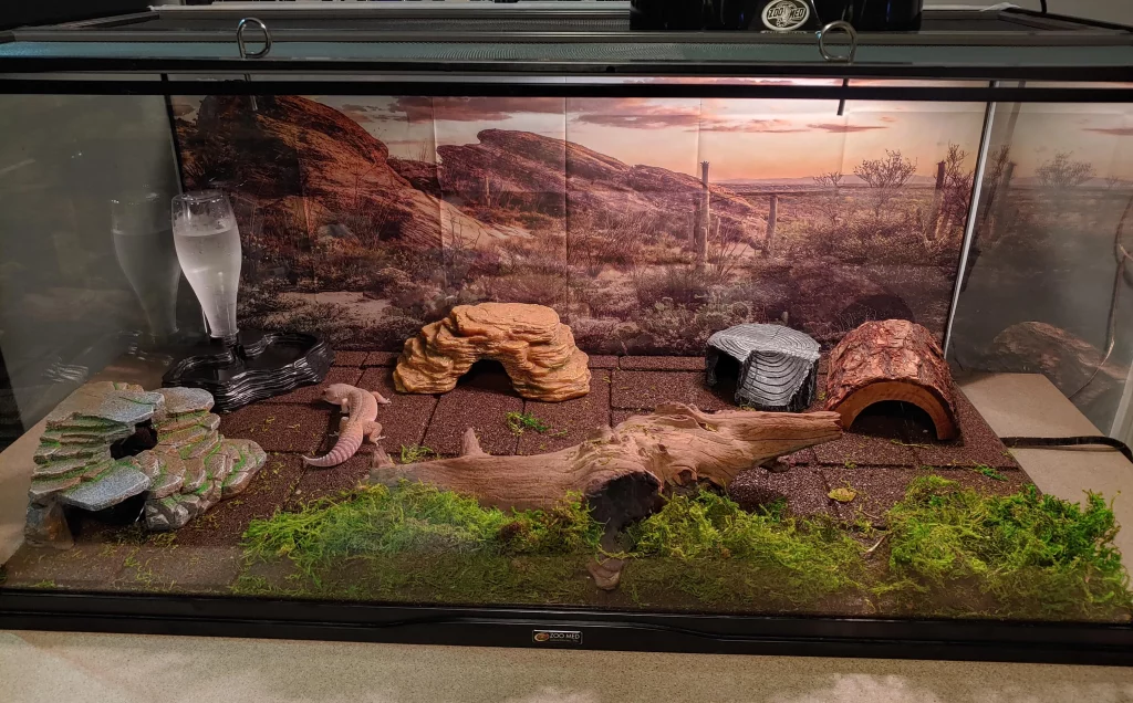 Leopard Gecko Enclosure Setup 