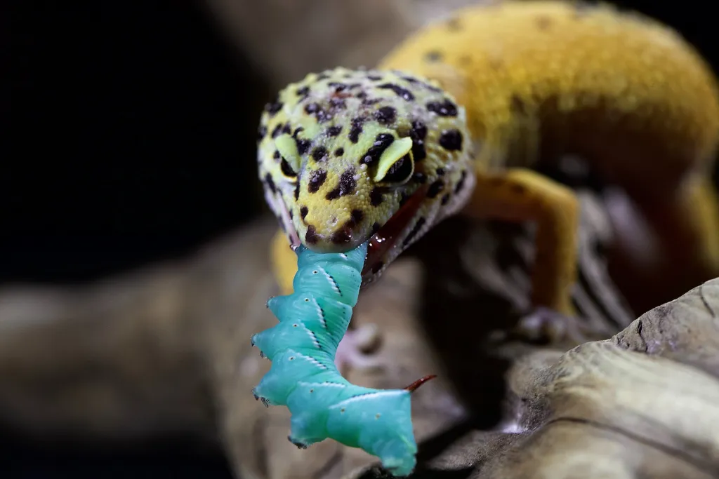 Foods That Are Toxic To Leopard Geckos