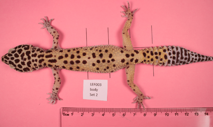 Leopard Gecko Length and Weight: How Big Do Leopard Geckos Get?