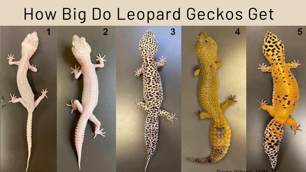 Leopard Gecko Size: How Big Do Leopard Geckos Get?