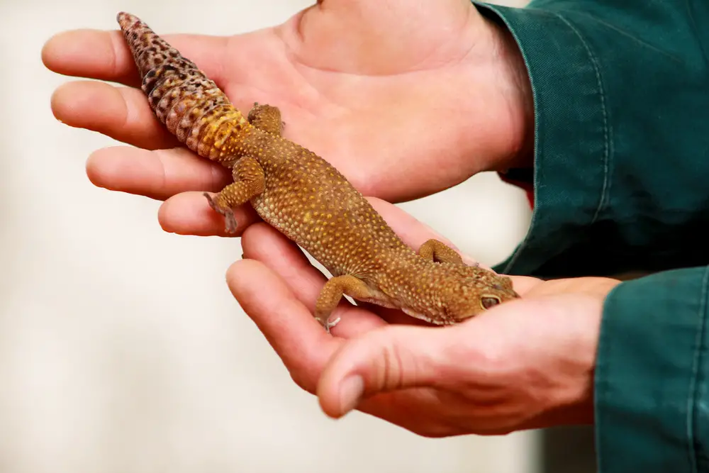 How Can I Stop Leopard Gecko from Biting?