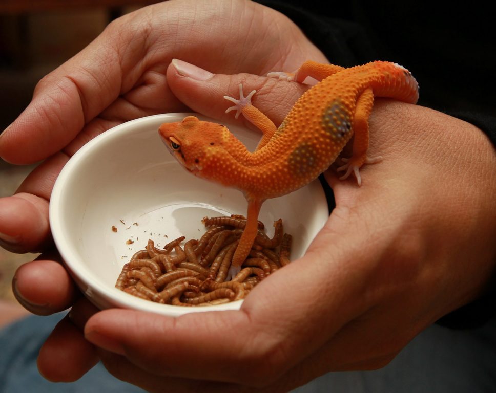 How To Get Geckos To Eat?