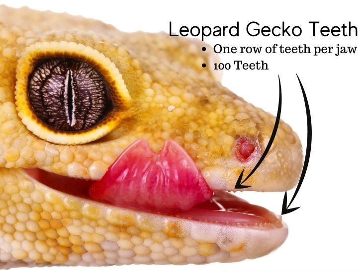 Leopard Geckos Have Teeth