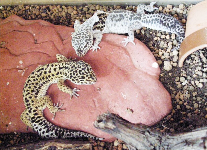 Substrate For leopard gecko Shedding