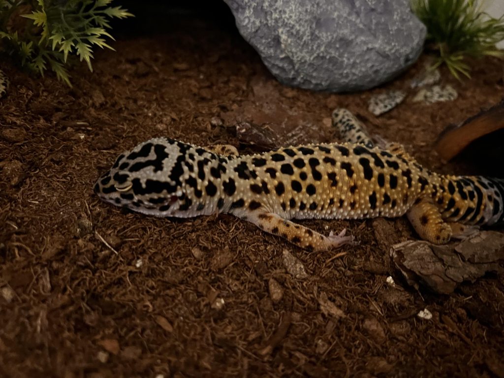 Leopard gecko substrate