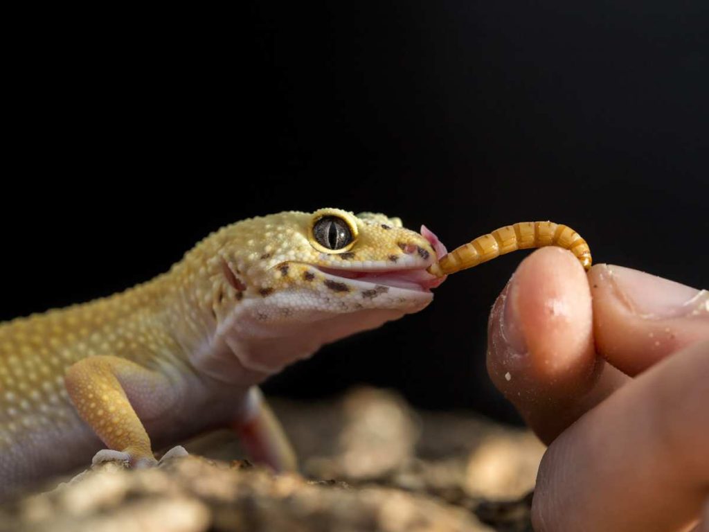 What Should You Feed Leopard Gecko?- Healthy Diet