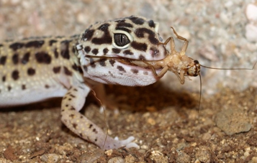 What Should You Feed Leopard Gecko?- Healthy Diet