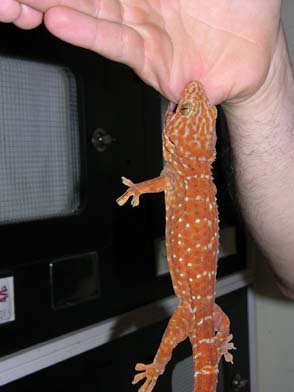 What to Do if a Leopard Gecko Bites You?