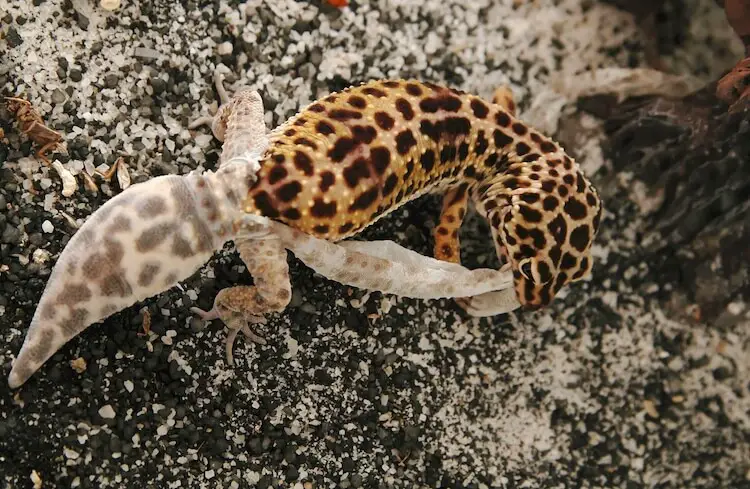Why Do Leopard Geckos Eat Their Skin