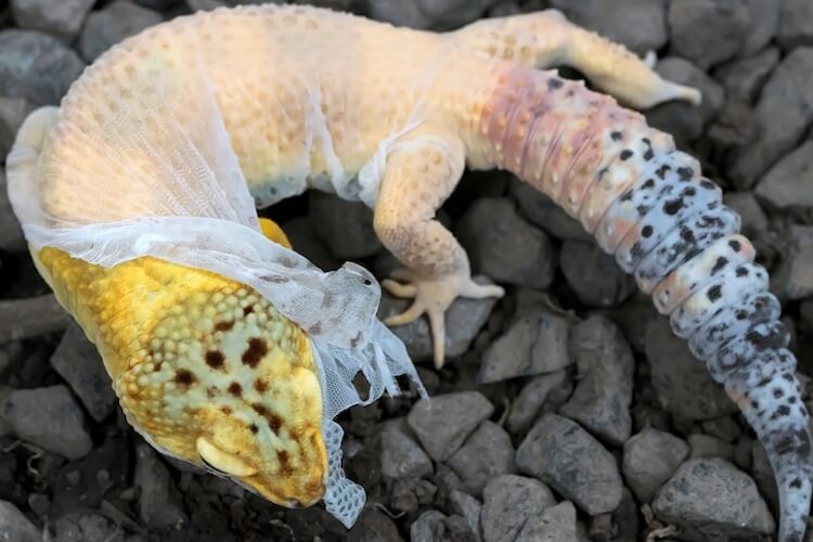 Why Do Leopard Geckos Eat Their Skin