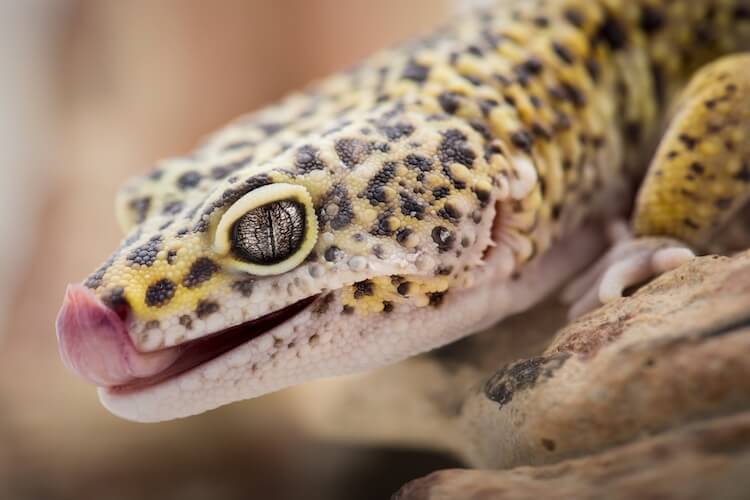 Why Does My Leopard Gecko Always Try To Bite Me?