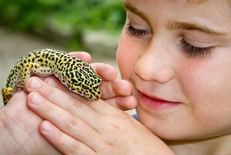 reasons why  are leopard geckos good pets