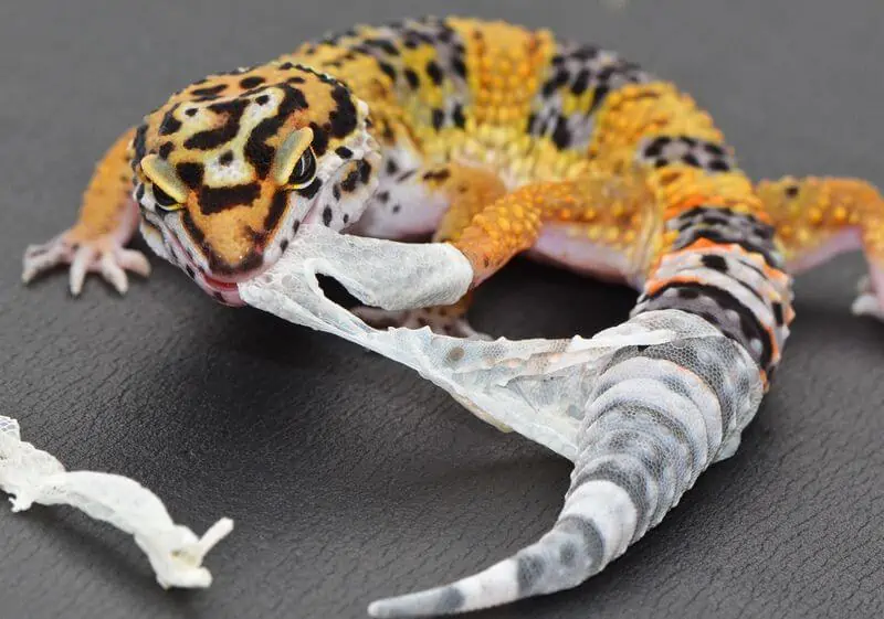 Reasons Why Leopard Geckos Might Not Be the Right Pet for You