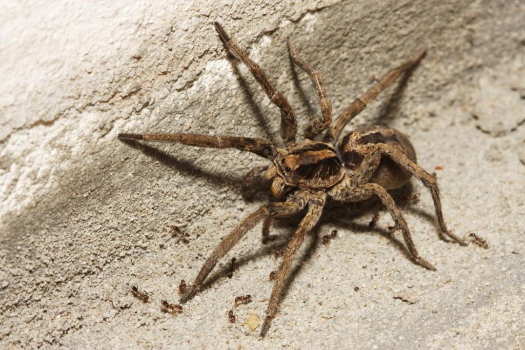 do wolf spiders make noise