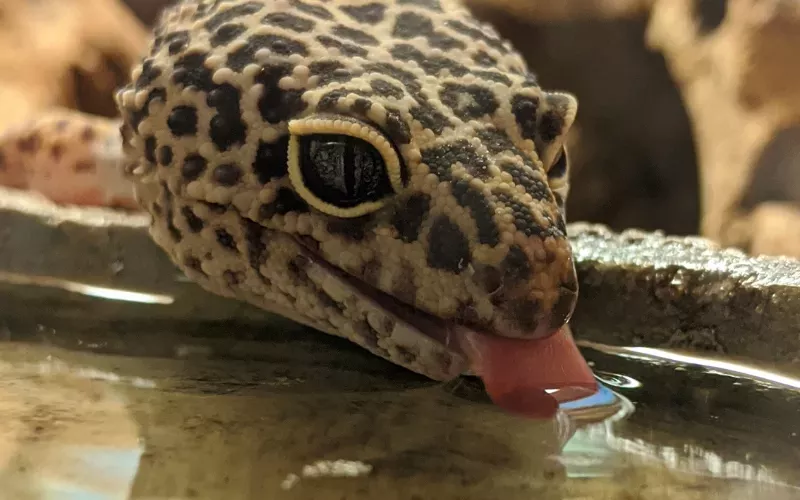 leopard gecko Drink Water