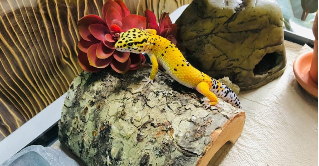 leopard gecko Habitat
