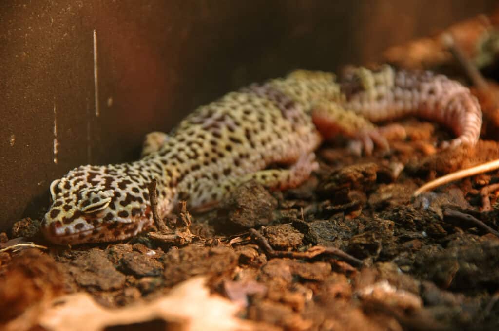How Much Does a Leopard Gecko Sleep? : Day and Night Cycle
