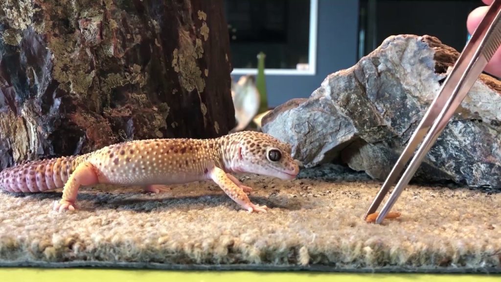 what does Leopard Gecko eat