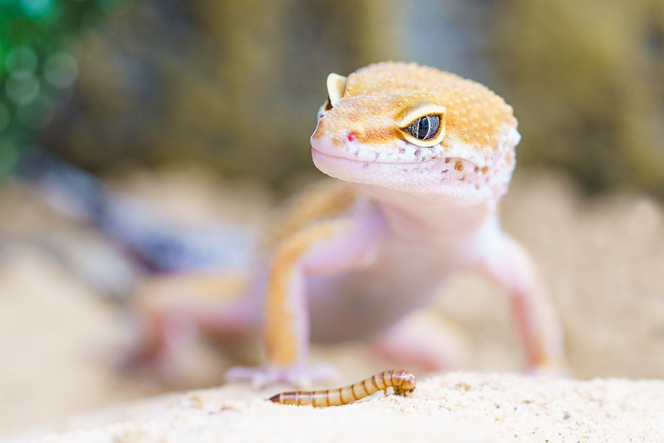 Reasons Why Your Leopard Geckos Not Eating