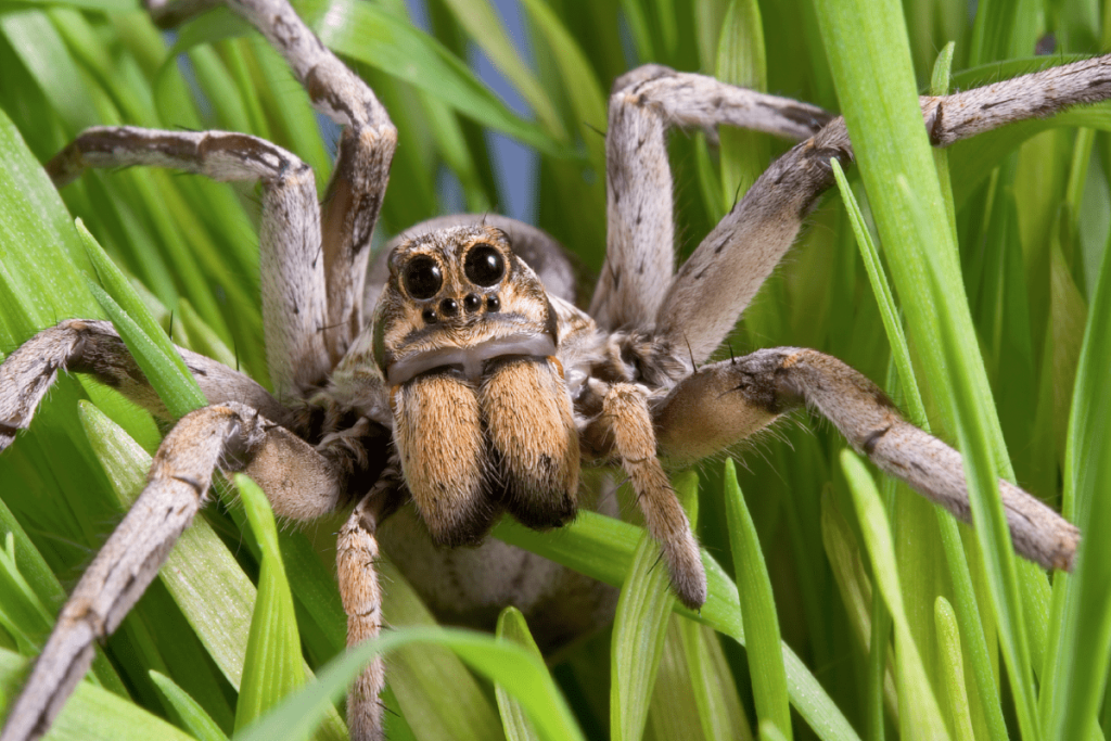 Do Spiders Make Noise? wolf spider make noise