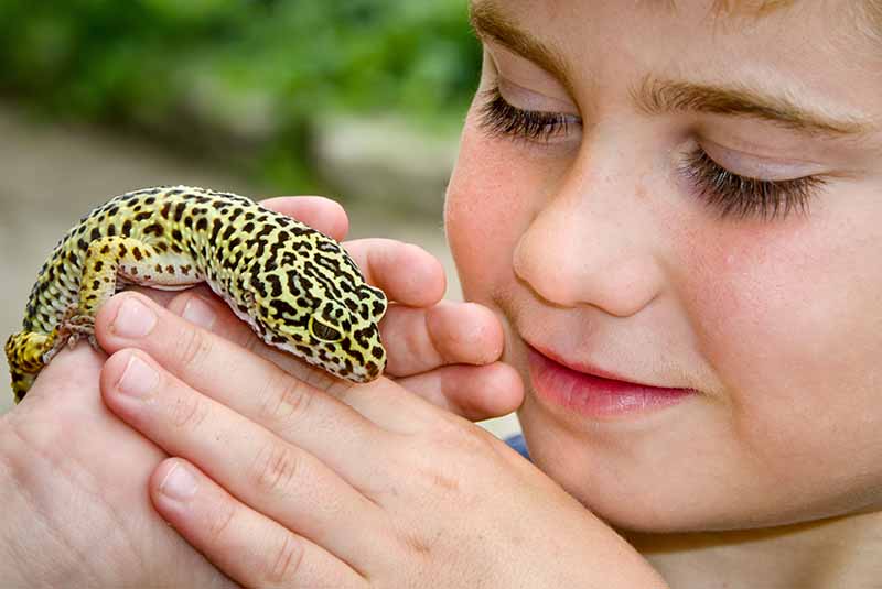 Are Leopard Geckos Friendly With Humans?
