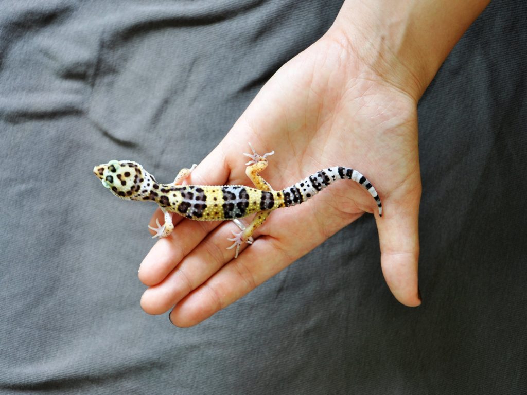 How To Handle Leopard Geckos?