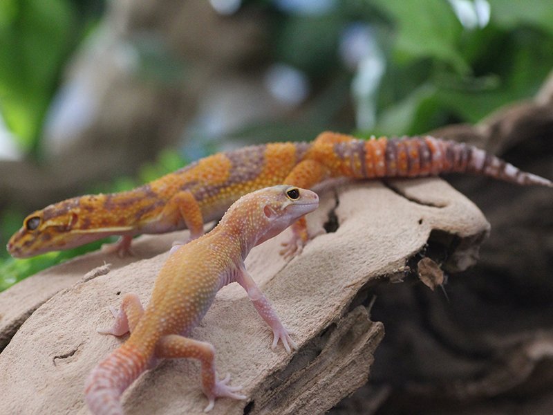 Leopard Geckos Get Along With Other Pets