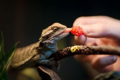 can Bearded Dragons Eat Raspberries