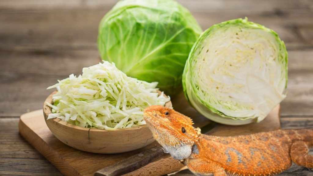 Can Bearded Dragons Eat Cabbage:  Healthy Diet for Bearded Dragon
