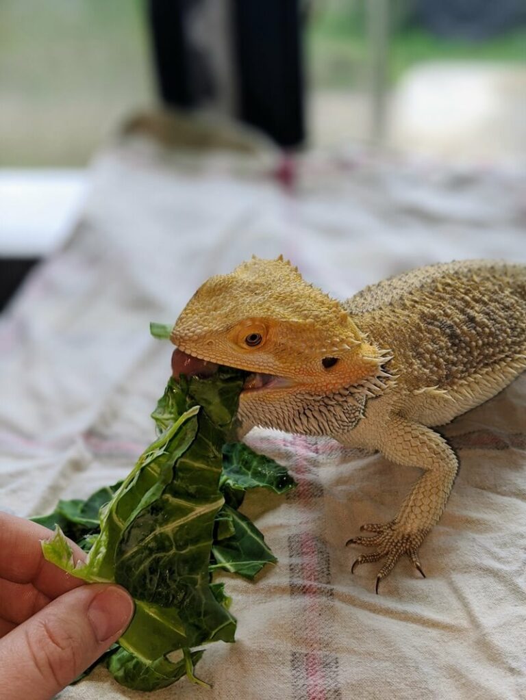 How can I serve Cabbage to the bearded dragon? 