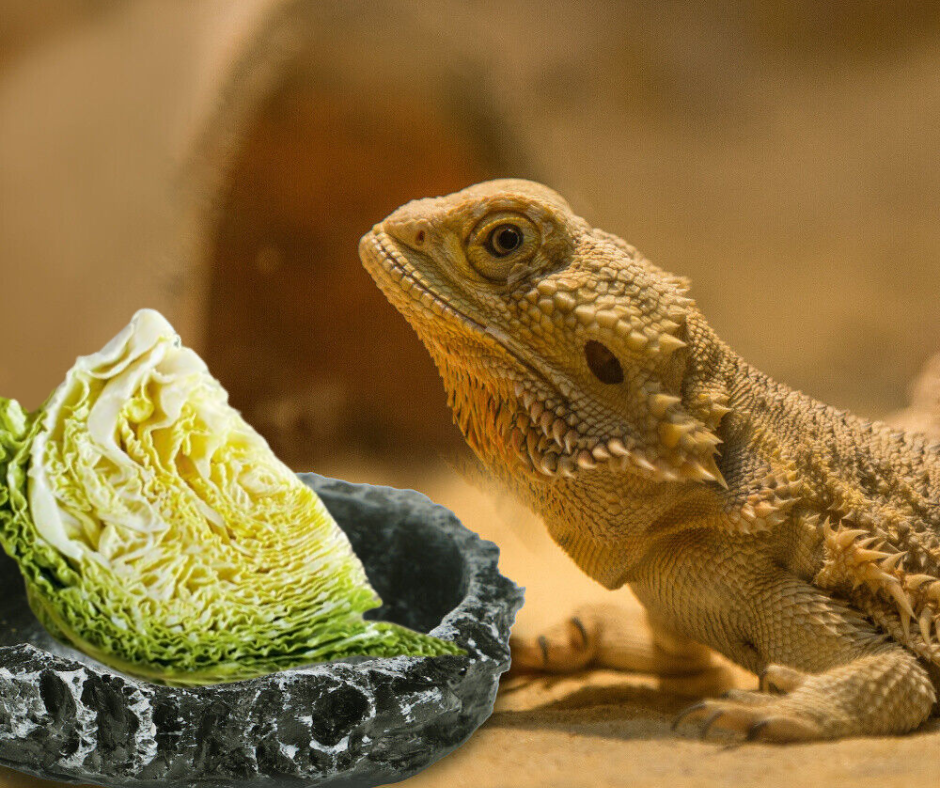 can-bearded-dragons-eat-cabbage-healthy-diet-for-dragons