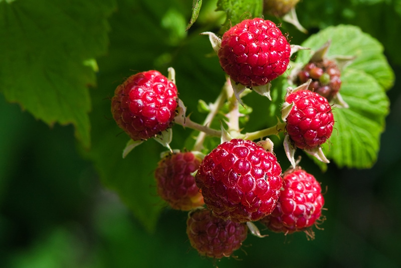 Are Raspberries Safe for bearded dragons? 