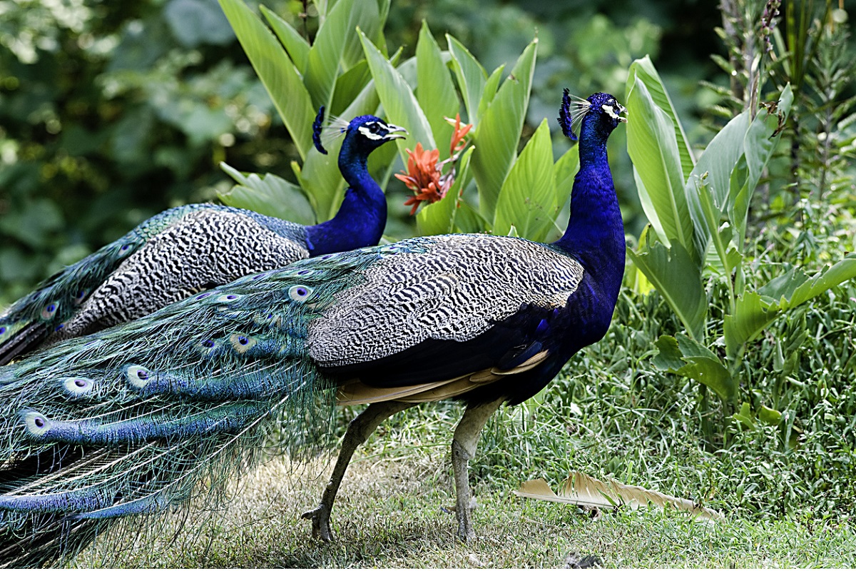 10 Best Places With Peacocks for Sale in Virginia