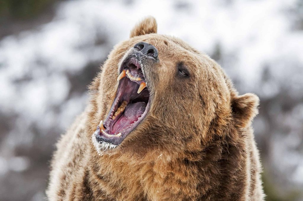Aggression Grizzly Bear