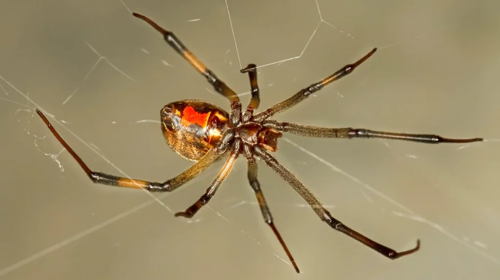 Brown Widow Spider 