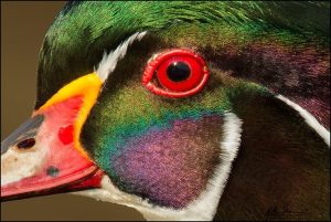 15 Species Of Ducks With Red Eyes (With Photos) 2025