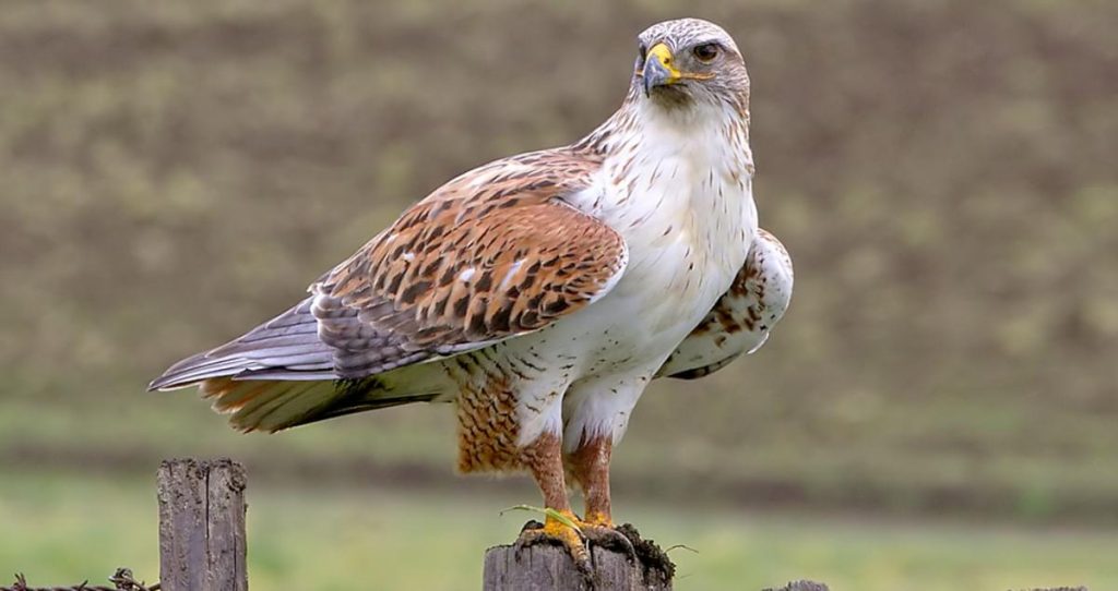 Ferruginous Hawk 