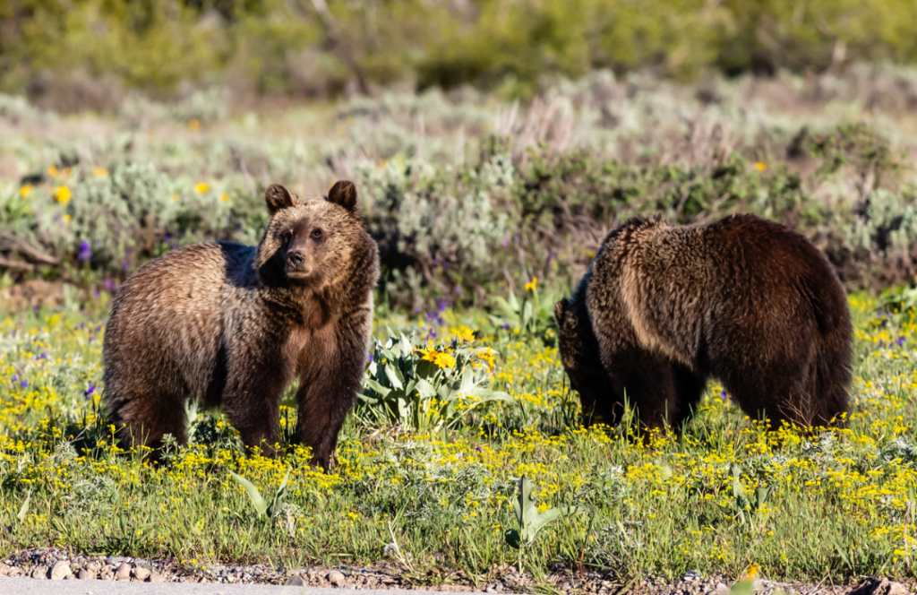 Habitats and Lifestyles: Grizzly Bear