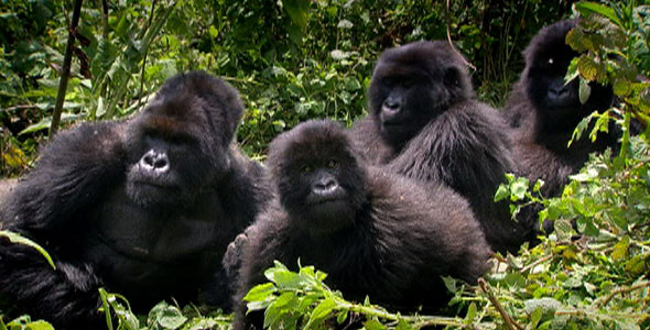 Habitats and Lifestyles: Silverback Gorilla
