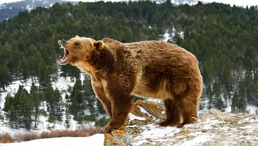 Key Attributes of Grizzly Bears