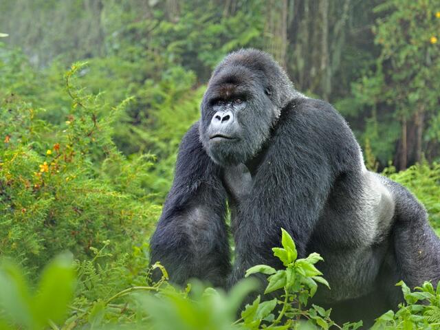 Key Attributes of Silverback Gorillas