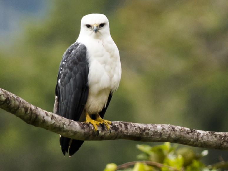 Mantled Hawk