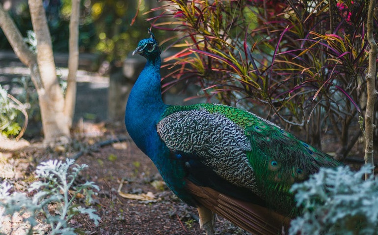  Peacock Queens 