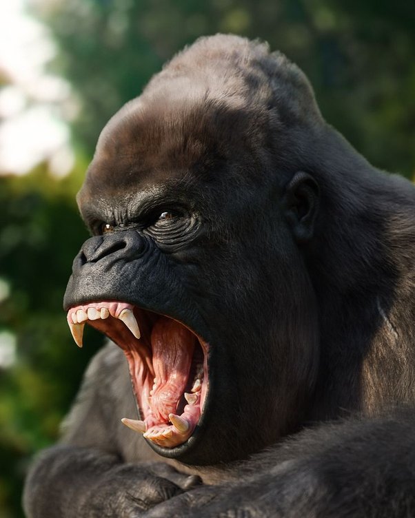 Silverback Aggression