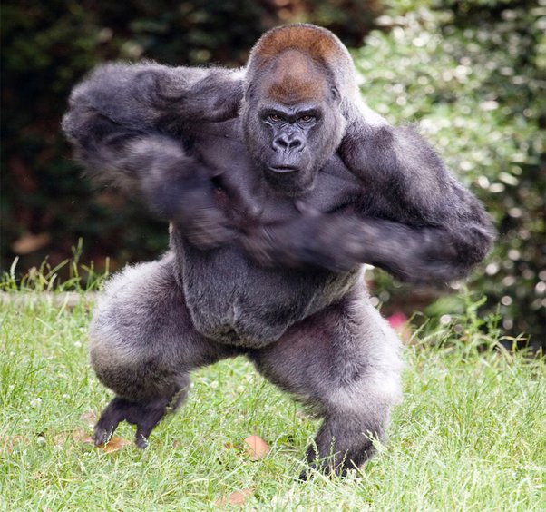 Silverback Strength