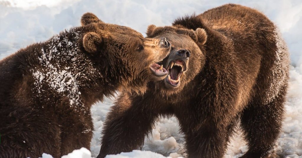 Strength and Power: Grizzly Bear