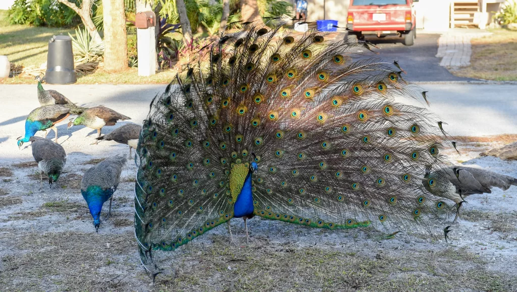10 Best Places With Peacocks for Sale in Virginia
